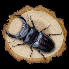 昆虫の絵：オオクワガタ (Stag beetle)