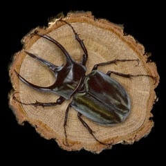 昆虫の絵：コーカサスオオカブト (Caucasus Beetle)
