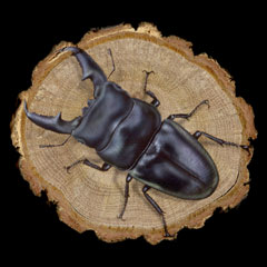 昆虫の絵：パラワンオオヒラタクワガタ (Dorcus titanus palawanicus)