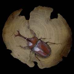 昆虫の絵：Rhinoceros beetle／カブトムシ Version1.2