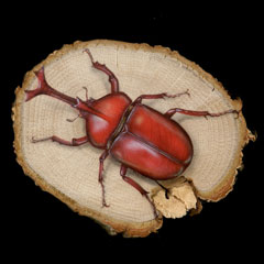 昆虫の絵：赤いカブトムシ (Rhinoceros beetle)