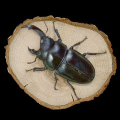 昆虫の絵：Rare Hermaphrodite Stag Beetle／レアな雌雄同体のオオクワガタ (Dorcus hopei binodulosus)