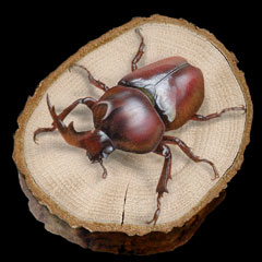 昆虫の絵：Rhinoceros beetle／カブトムシ Version2