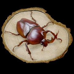 昆虫の絵：Rhinoceros beetle／カブトムシ Version2.2