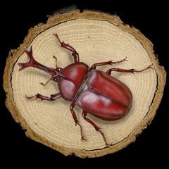 昆虫の絵：Rhinoceros beetle／赤いカブトムシ (Lot04) 