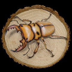 昆虫の絵：Homoderus mellyi／メンガタクワガタ