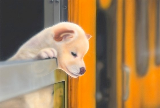 子犬の絵：Puppy of the train