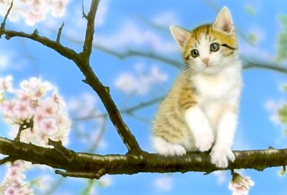 子猫の絵：sakura（桜／さくら／サクラ）
