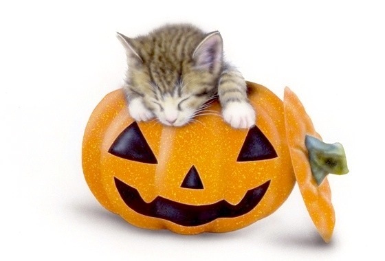 子猫の絵：Halloween Cat（最近お気に入りの寝床）
