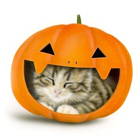 子猫の絵：Halloween Cat 2012（最近お気に入りの寝床）