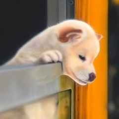 子犬の絵：Puppy of the train