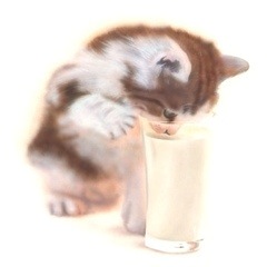 子猫の絵：milk