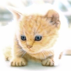子猫の絵：ぶりしょー -British Shorthair-