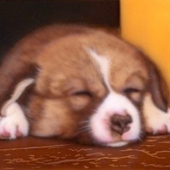 子犬の絵：熟睡コーギー