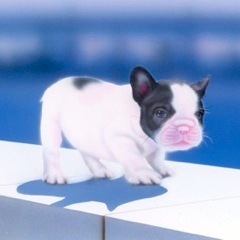 子犬の絵：フレブル -French Bulldog-