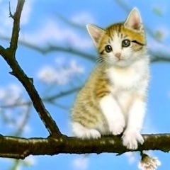 子猫の絵：sakura（桜／さくら／サクラ）