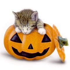 子猫の絵：Halloween Cat（最近お気に入りの寝床）