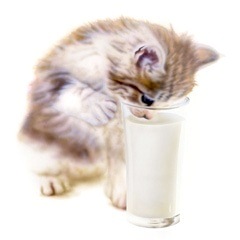 子猫の絵：ミルクを飲む子猫