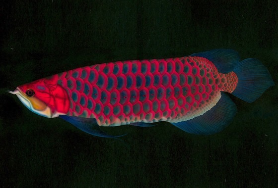 リアリズム絵画 動物の絵 動物イラスト 熱帯魚の絵 Tropical Fish アロワナ Arowana