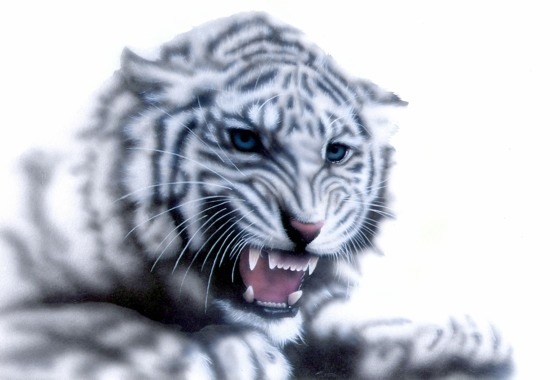 リアリズム絵画 動物の絵 動物イラスト ホワイトタイガー 吠えるホワイトタイガー