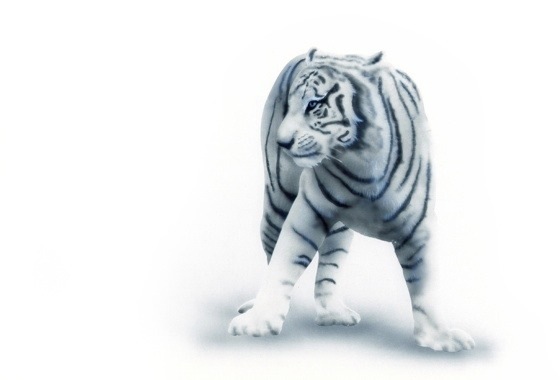 リアリズム絵画 動物の絵 動物イラスト ホワイトタイガー 大地に立つホワイトタイガー