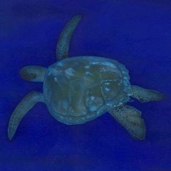 E~K̊G^Sea turtleF