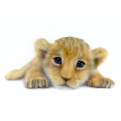 ライオンの絵／Lion：寝そべるライオンの赤ちゃん