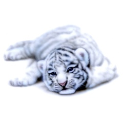 ホワイトタイガーの絵／White Tiger：ホワイトタイガーの赤ちゃん