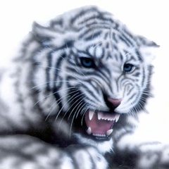 ホワイトタイガーの絵／White Tiger：吠えるホワイトタイガー