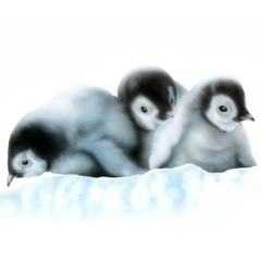 ペンギンの絵／Penguin：ペンギンの赤ちゃんたち