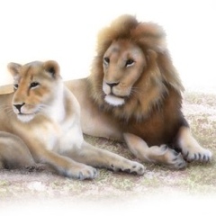 ライオンの絵／Lion：ライオンファミリー