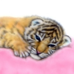 ベンガルタイガーの絵／Bengal Tiger：寝そべるベンガルタイガーの赤ちゃん