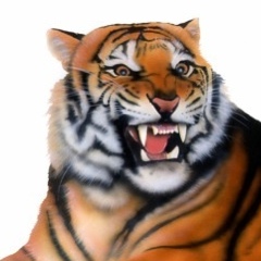 ベンガルタイガーの絵／Bengal Tiger：吠えるベンガルタイガー