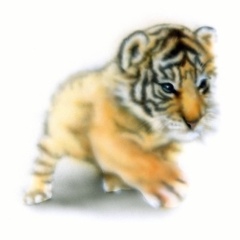 ベンガルタイガーの絵／Bengal Tiger：歩くベンガルタイガーの赤ちゃん
