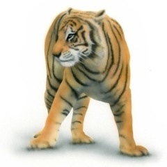 ベンガルタイガーの絵／Bengal Tiger：大地に立つベンガルタイガー