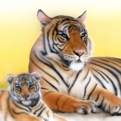 ベンガルタイガーの絵／Bengal Tiger：ベンガルタイガー親子
