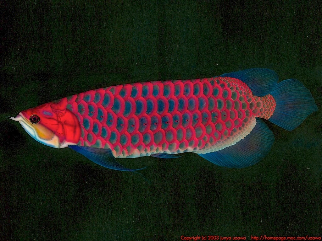 リアリズム絵画 動物の絵 動物イラスト 熱帯魚の絵 Tropical Fish アロワナ Arowana