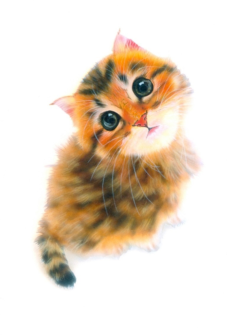 リアリズム絵画 動物の絵 動物イラスト 子猫の絵 チンチラゴールデン Chinchilla Golden