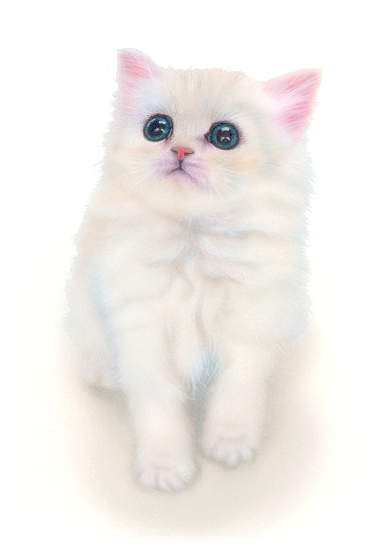 リアリズム絵画 動物の絵 動物イラスト 子猫の絵 チンチラシルバー Chinchilla Silver