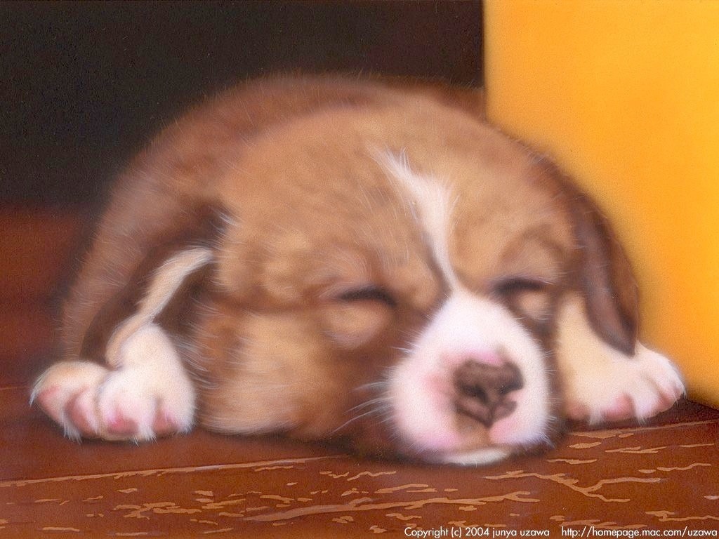 リアリズム絵画 動物の絵 動物イラスト 子犬の絵 熟睡コーギー
