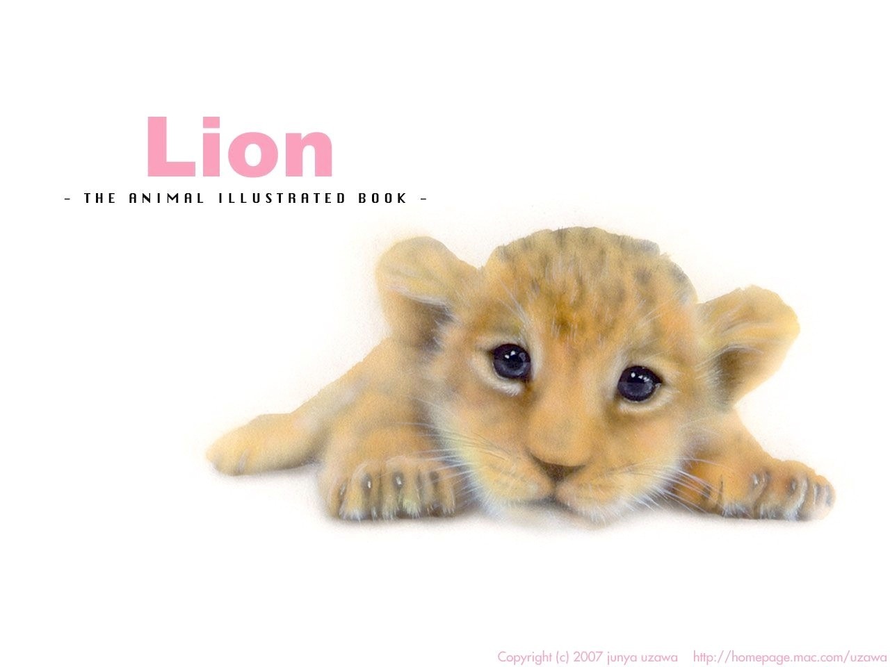 リアリズム絵画 動物の絵 動物イラスト ライオン 寝そべるライオンの赤ちゃん