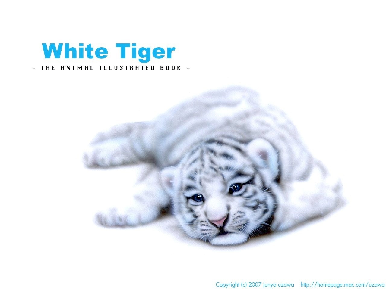 リアリズム絵画 動物の絵 動物イラスト ホワイトタイガー ホワイトタイガーの赤ちゃん