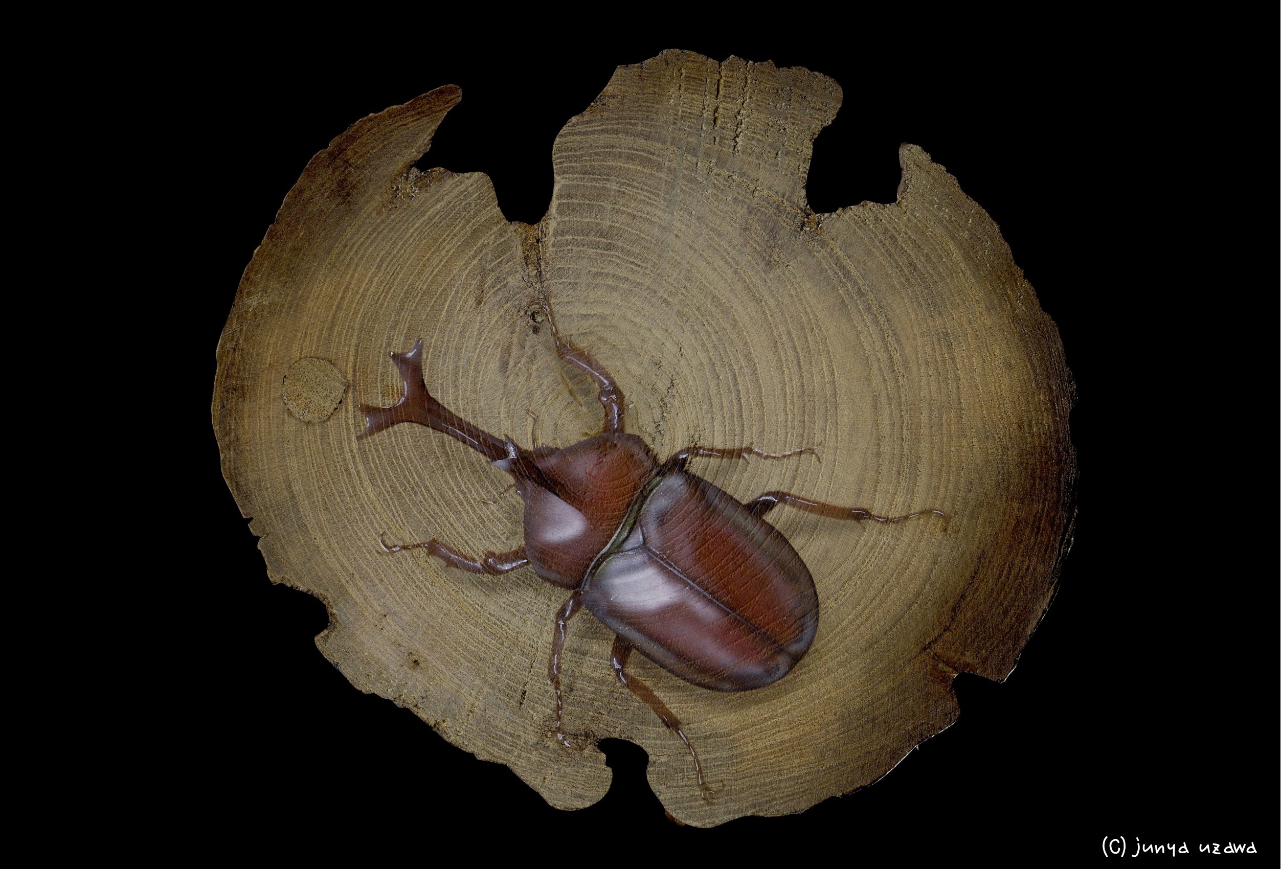 リアリズム絵画 輪切り絵アート 昆虫の絵 赤いカブトムシ Rhinoceros Beetle
