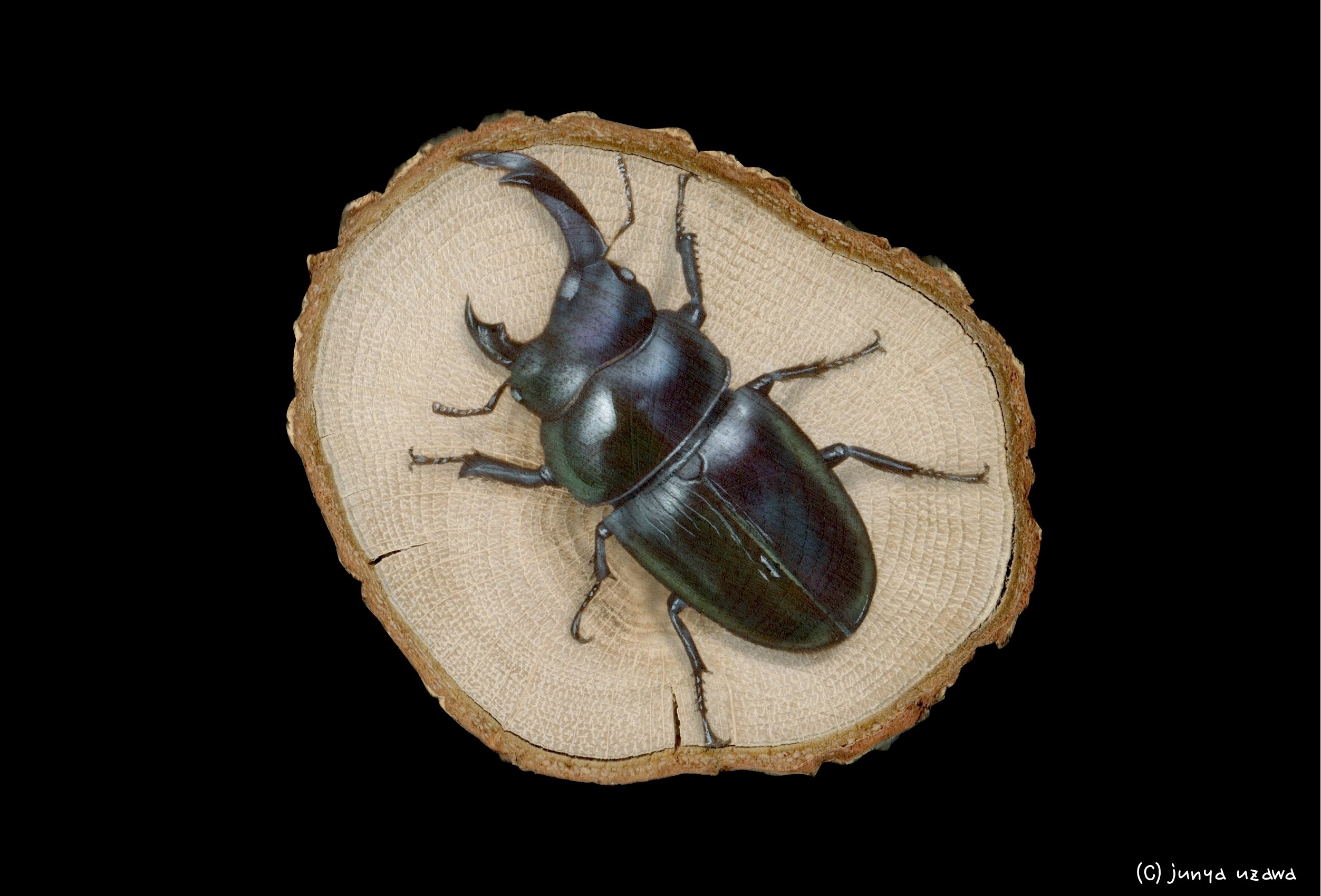 リアリズム絵画 輪切り絵アート 昆虫の絵 Rare Hermaphrodite Stag Beetle レアな雌雄同体のオオクワガタ Dorcus Hopei Binodulosus